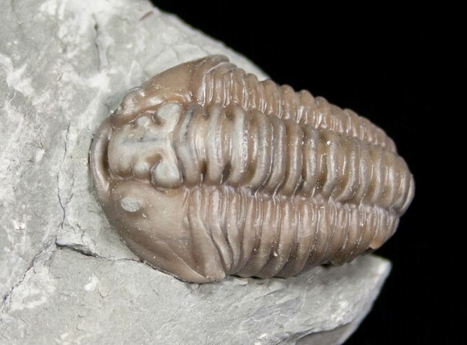 Flexicalymene Trilobite from Ohio - D #5908